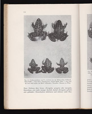 Hans Kauri : Die Rassenbildung bei europäischen Ranaarten und die Gültigkeit der Klimaregeln