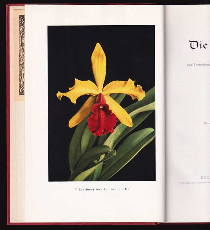 Hans Thomale : Die Orchideen