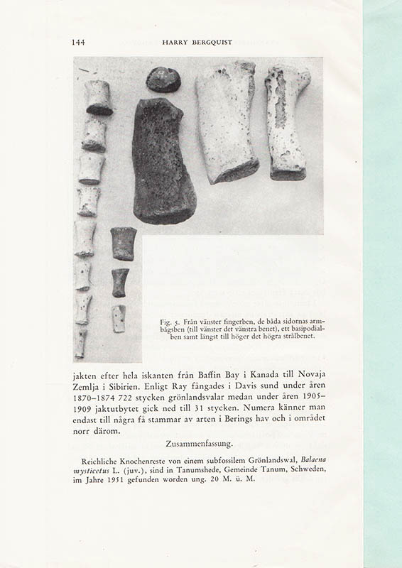 Harry Blomquist : 'Tanumsvalen' - en grönlandsval