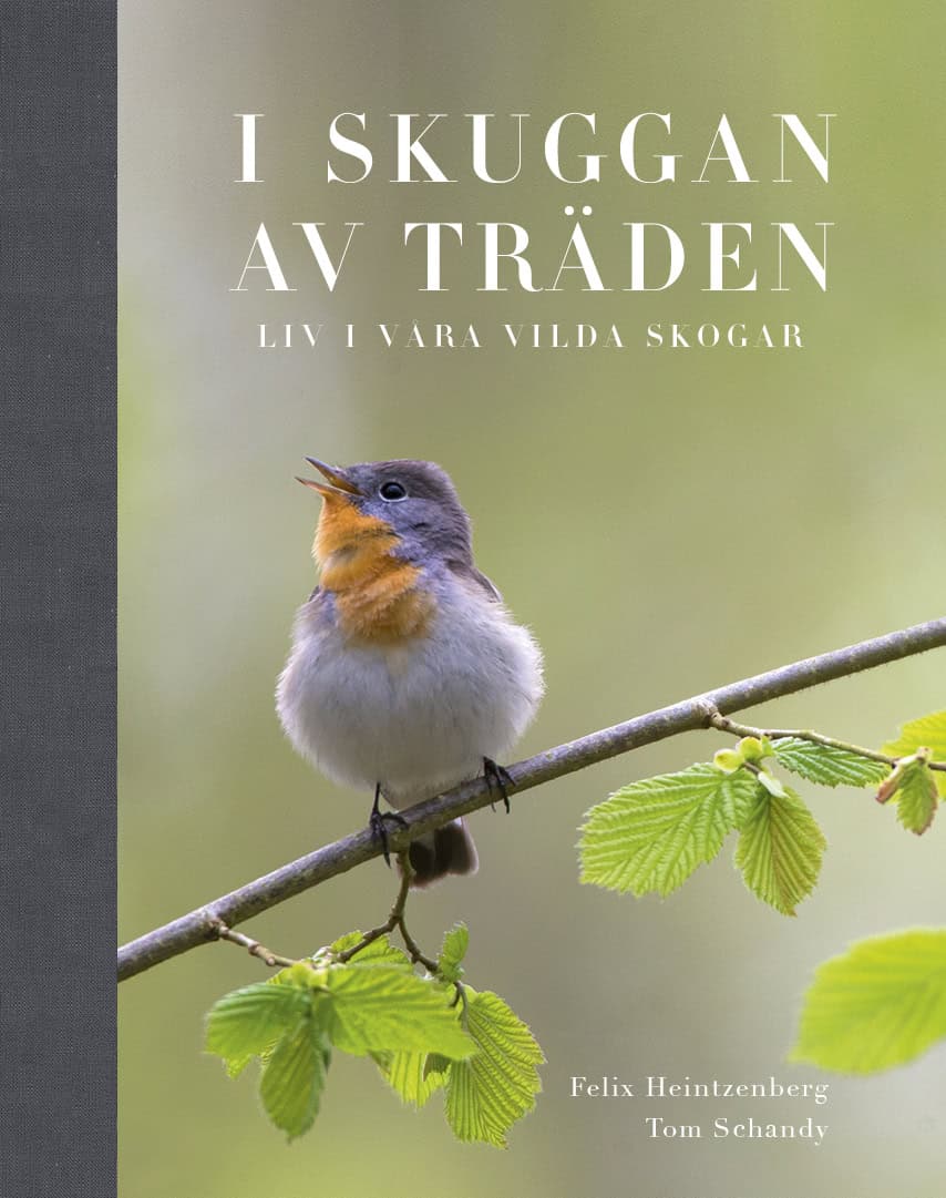 Heintzenberg, Felix ; Schandy, Tom : I Skuggan av träden : liv i våra vilda skogar