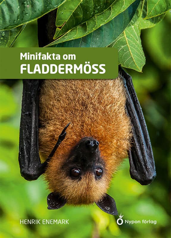 Henrik Enemark : Minifakta om fladdermöss