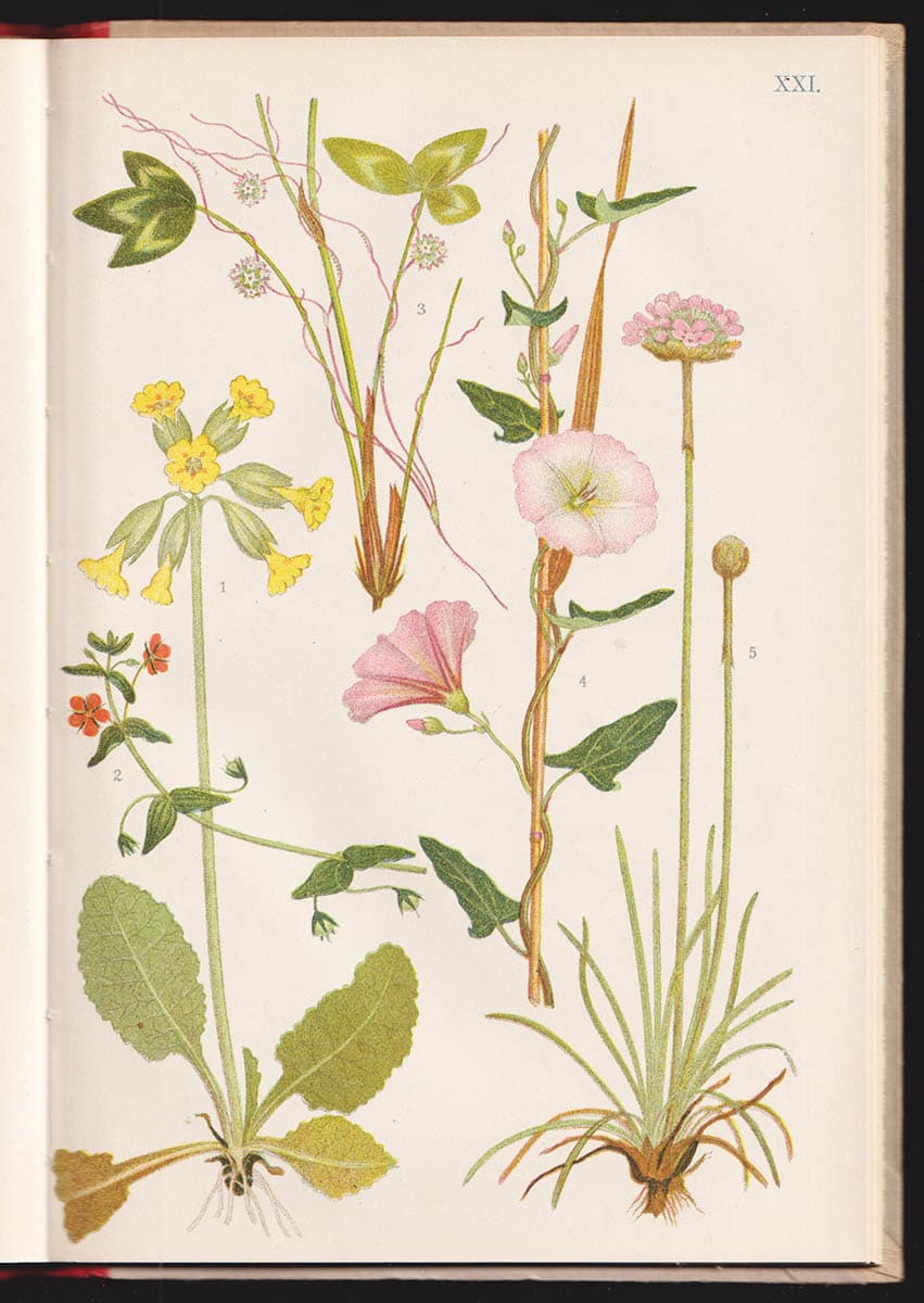 Herman Georg Simmons : Våra vanligaste vilda växter och de växtsamhällen vari de ingå