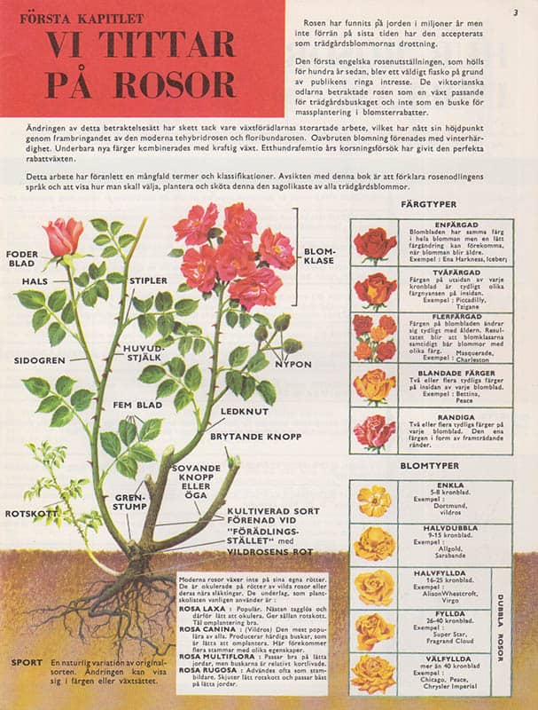 Hessayon, D. G. ; Wheatcroft, Harry : Bli rosen-expert