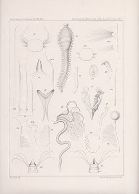 Hjalmar Théel : Annélides polychetes des mers de la nouvelle-zemble. Avec quatre plansches