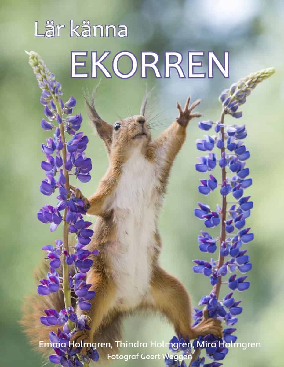 Holmgren, Emma ; Holmgren, Thindra ; Holmgren, Mira  : Lär känna ekorren