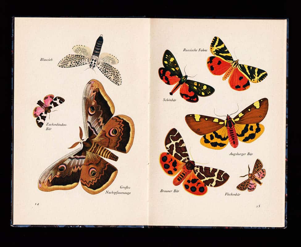 Hübner, Jacob (1761-1826) ; Schnack, Friedrich (1888-1977) : Das kleine Buch der Nachtfalter. Kolorierte Stiche von Jakob Hübner. Geleitwort von Friedrich Schnack. [In vielen Farben]