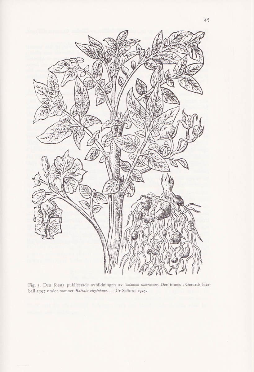 Hugo Osvald : Potatisen