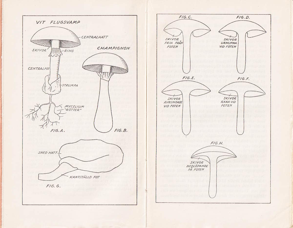 Hugo Silfversparre : Nybörjarens svampbok