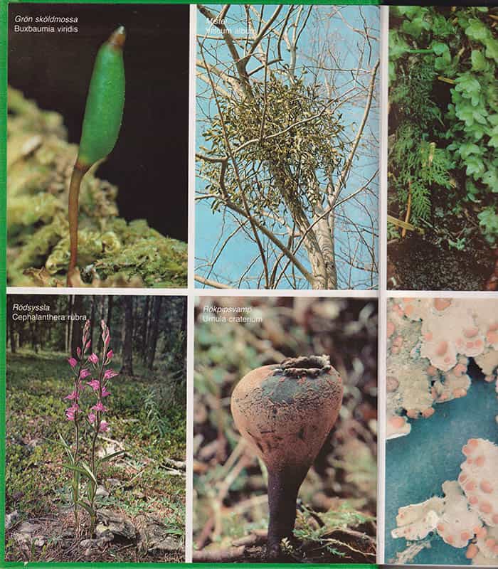 Ingelög, Torleif ; Thor, Göran ; Gustafsson. Lena [red.] : Floravård i skogsbruket. Del 2. Artdel