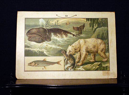 [Isbjörn ; Skolplansch] : Skolplansch - XII. Isbjörn (med fångad säl i gapet) - Grönlandsval - Fisk (sill?)