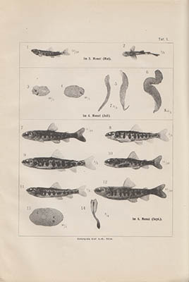 Ivar Arwidsson : Zur Kenntnis der Lebensgeschichte der jungen Lachse in den Flüssen vor der Hinabwanderung ins Meer
