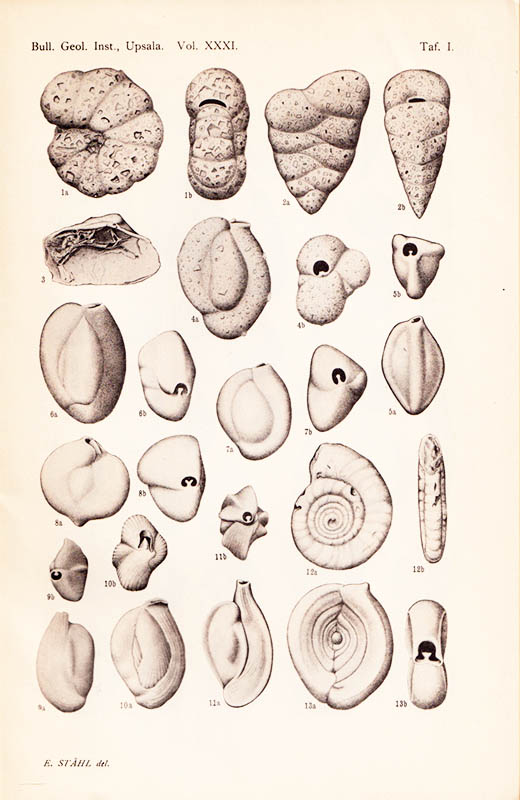 Ivar Hessland : Marine Schalenablagerungen Nord-Bohusläns