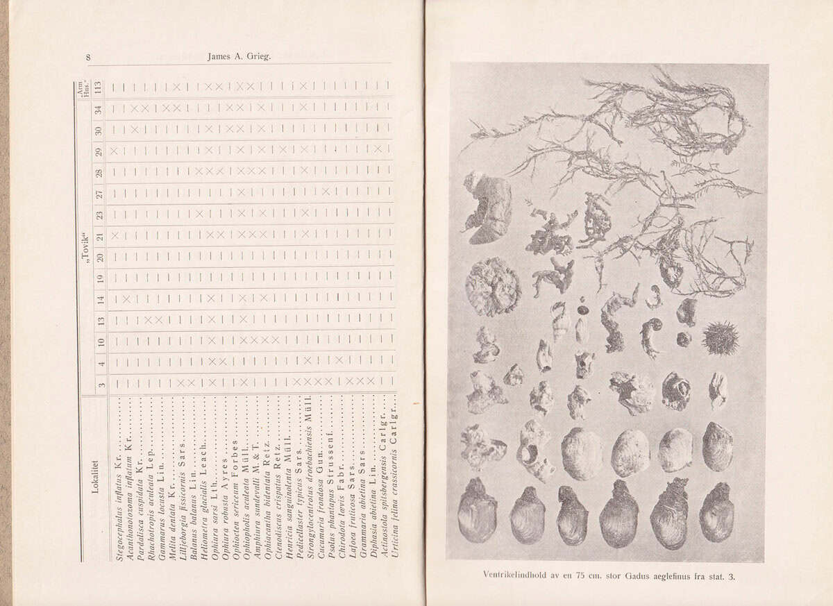 James A. Grieg : Evertebrater fra bankerne ved Spitsbergen indsamlet av 'Tovik' og 'Armauer Hansen' somrene 1925 og 1926. Med 1 figur i teksten (Fiskenæring og bundfauna)