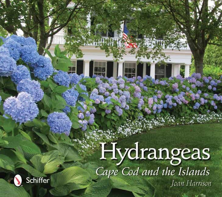 Joan Harrison : Hydrangeas