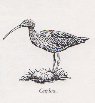 John Stacy : This Wild Company. With photographs and drawings by the author