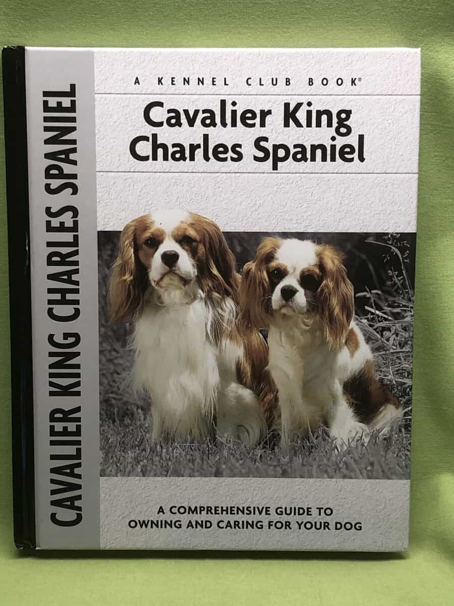 Juliette. Cunliffe : Cavalier King Charles Spaniel