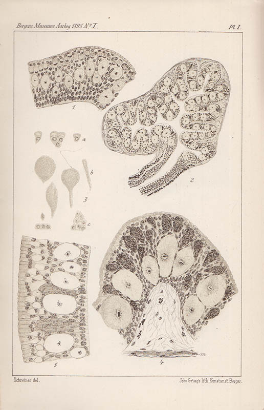 K. E. Schreiner : Zur Histologie des Darmkanals bei Myxine glutinosa