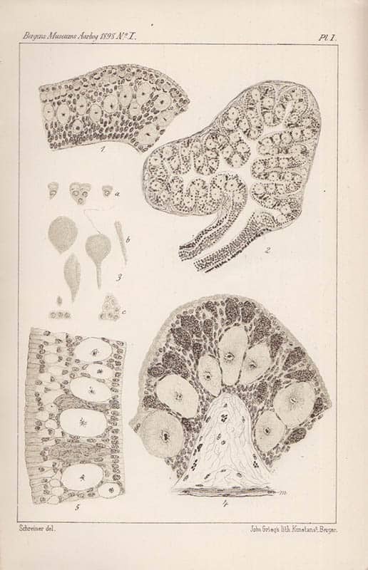 K. E. Schreiner : Zur Histologie des Darmkanals bei Myxine glutinosa