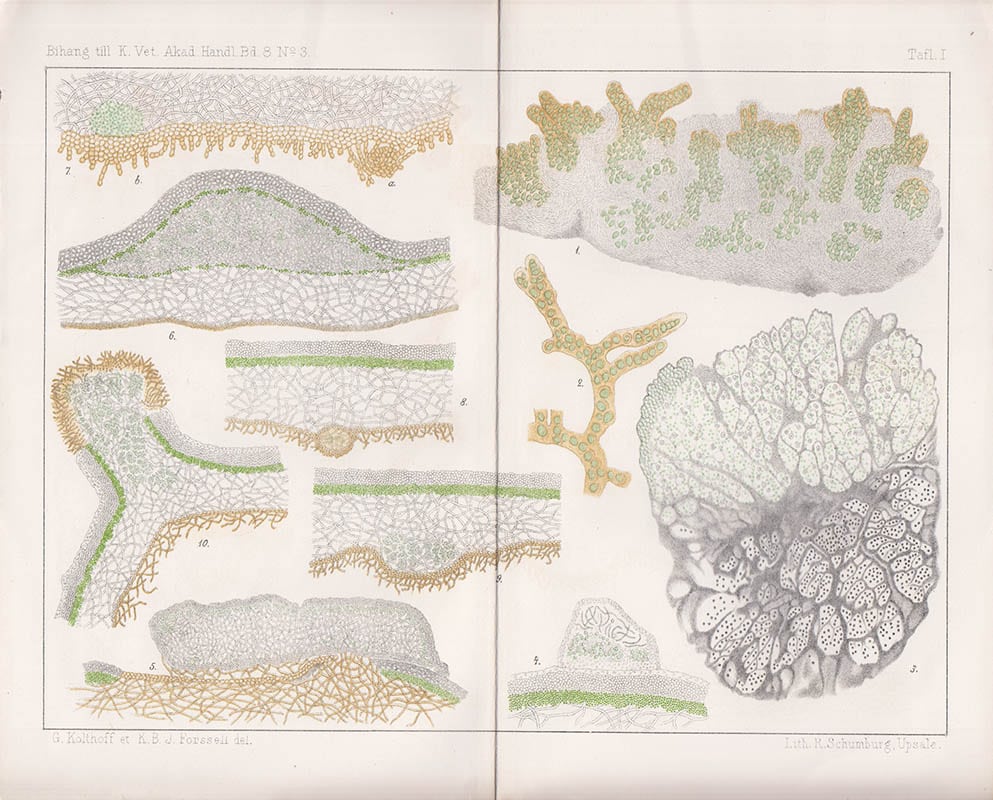 Karl Bror Jakob Forssell : Studier öfver cephalodierna