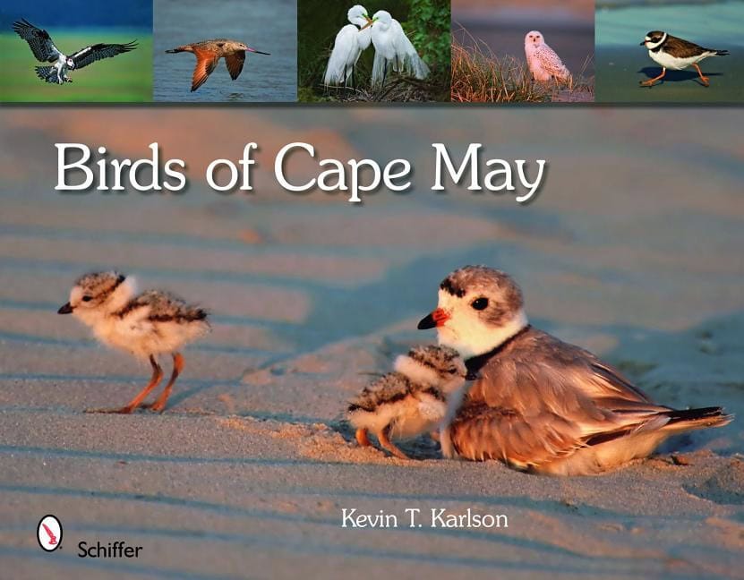 Kevin T. Karlson : Birds Of Cape May, New Jersey