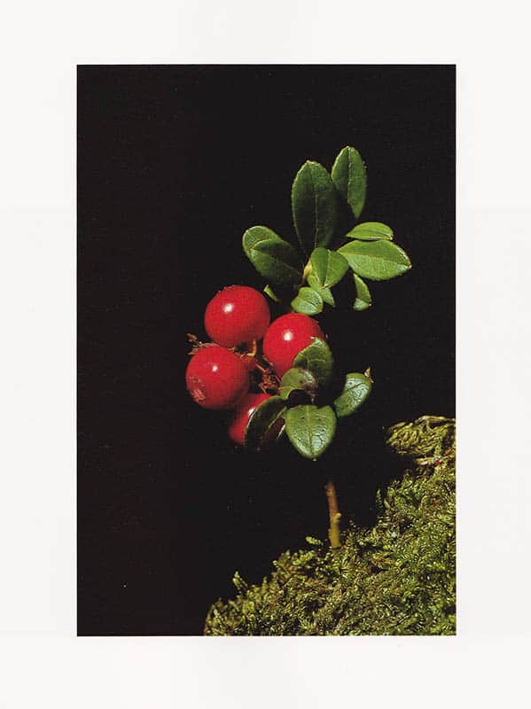 Klum, Mattias ; Åhgren, Urban : Ögonblick