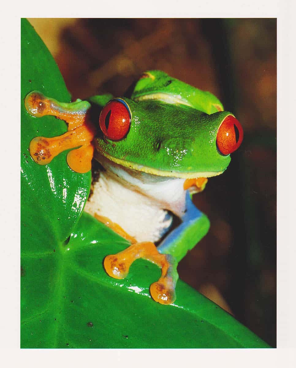 Klum, Mattias ; Odöö, Hans : När dimman lättar