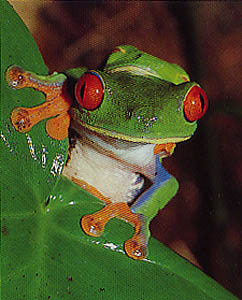 Klum, Mattias ; Odöö, Hans : När dimman lättar