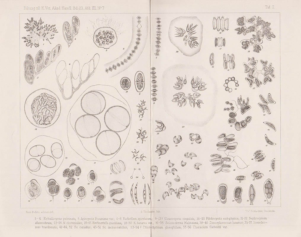 Knut Bohlin : Die Algen der ersten Regnell'schen Expedition. I. Protococcoideen. Mit zwei Tafeln