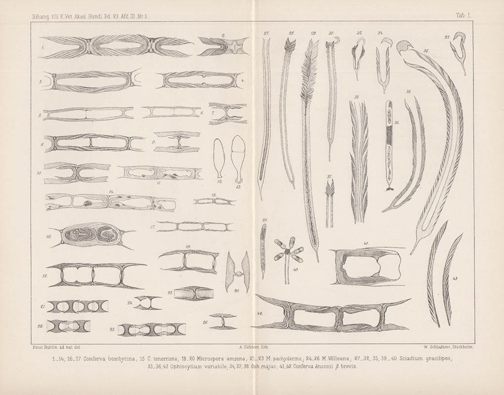 Knut Bohlin : Studier öfver några slägten af alggruppen Confervales Borzì.