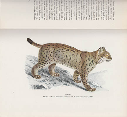 Knut Hagberg : Svenskt djurliv i mark och hävd