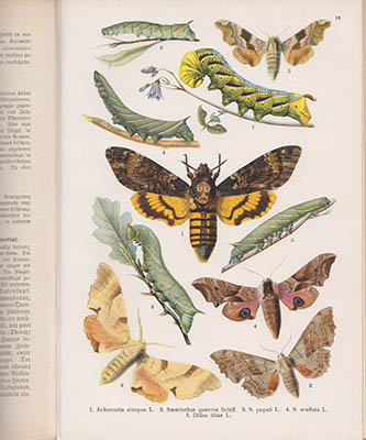 Kurt Lampert : Die Großschmetterlinge und Raupen Mitteleuropas mit besonderer Berücksichtigung der biologischen Verhältnisse. Ein Bestimmungswerk und Handbuch für Sammler, Schulen, Museen und alle Naturfreunde