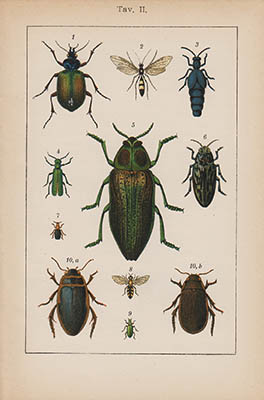 L. E. Björkman : Bilder från insektvärlden