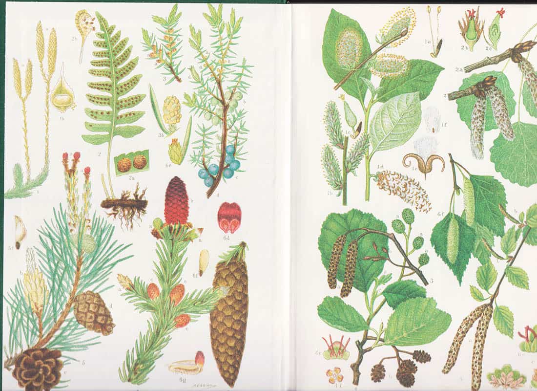 Lagerqvist, Lars O. (1929-2023) ; Lindqvist, Herman : Den svenska skogens historia