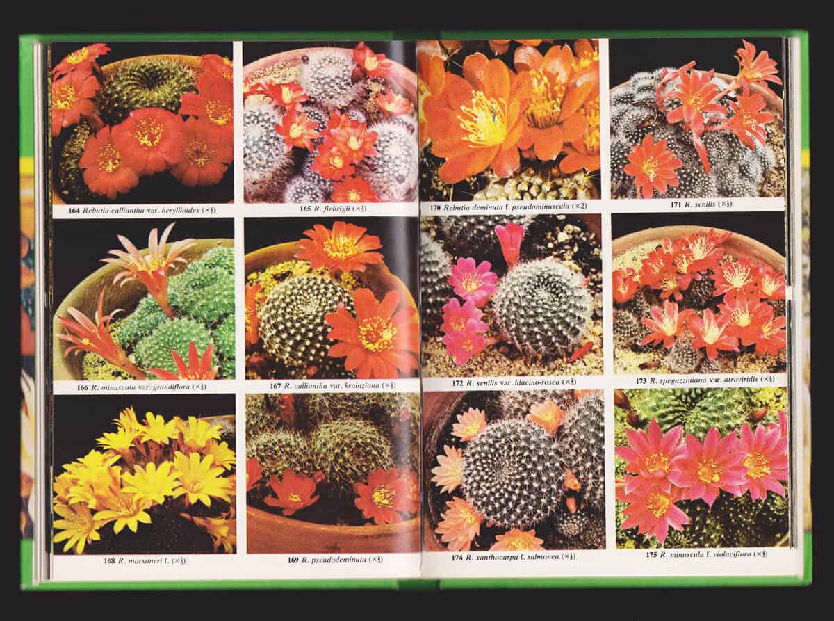 Lamb, Edgar ; Lamb, Brian : Kaktusar i färg