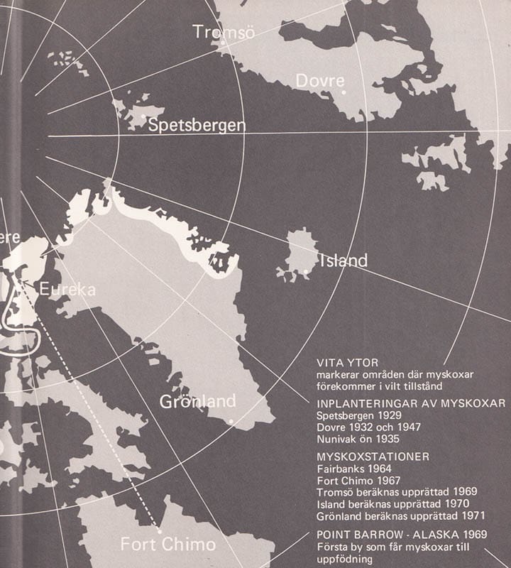 Lars Åby : Myskoxen