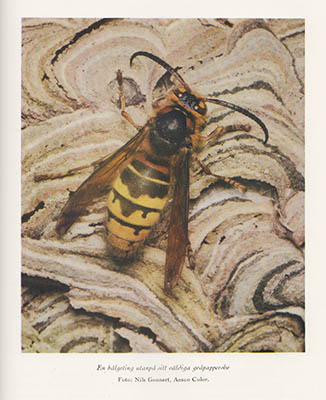 Lindroth, Carl H. (1905-1979) ; Notini, Gösta (1908-1964) [red.] : Svenska djur. Insekterna