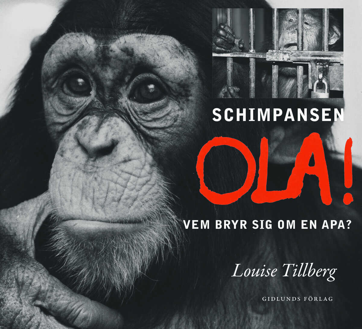 Louise Tillberg : Schimpansen Ola : vem bryr sig om en apa?