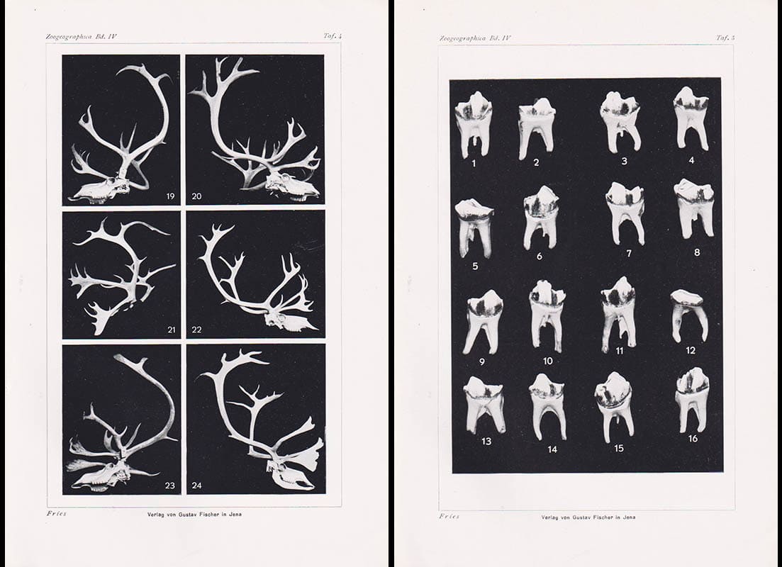 M. E. Fries : Die Form rezenter und diluvialer Rentiergeweihe als Beweis der geographischen herkunft der europäischen Rentiere