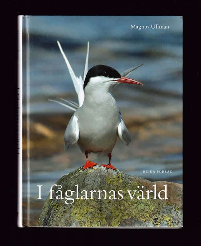 Magnus Ullman : I fåglarnas värld