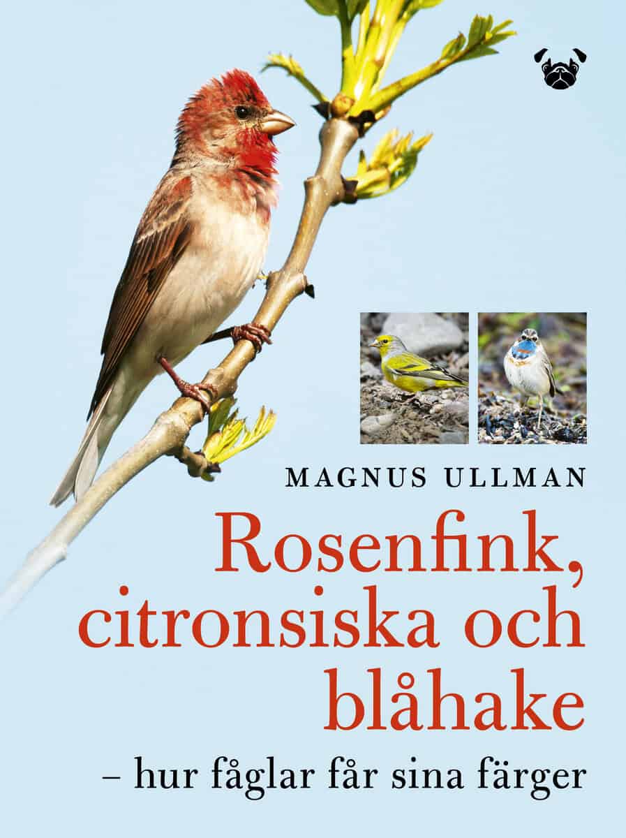 Magnus Ullman : Rosenfink, citronsiska och blåhake : hur fåglar får sina färger