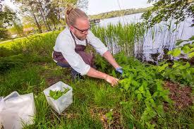 Marlene Gustawson : Grönare, vildare, smartare