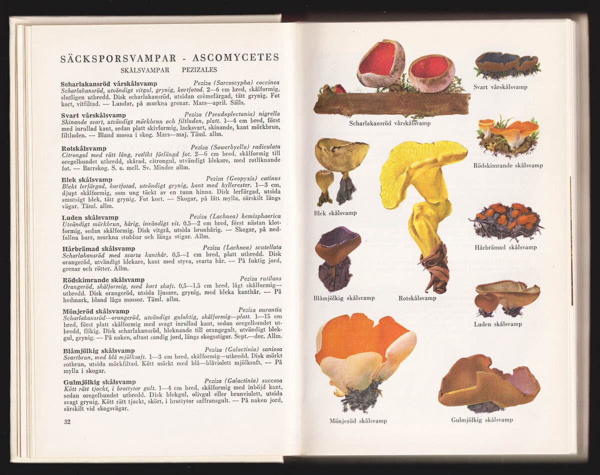 Morten Lange : Svampflora