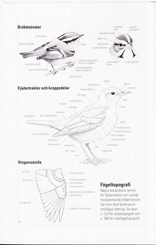 Mullarney, Killian ; Svensson, Lars ; Zetterström, Dan : Fågelguiden