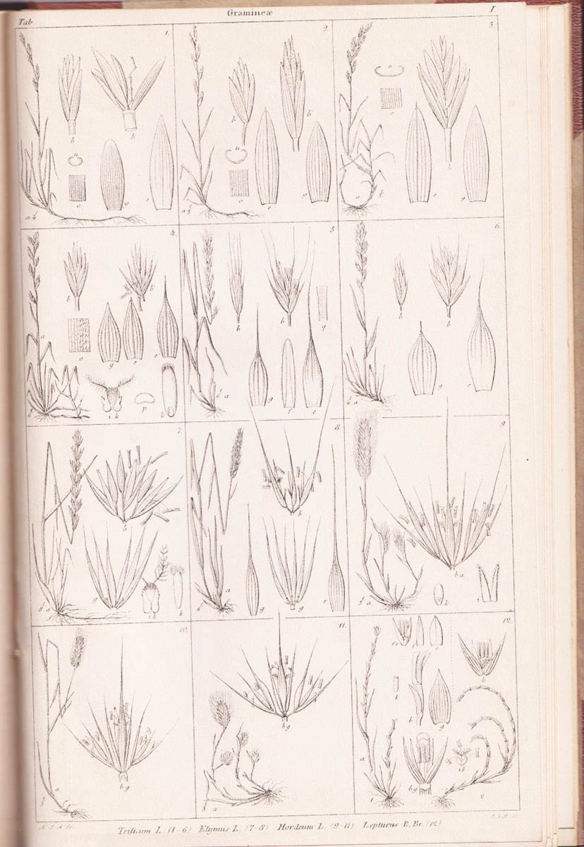 N. J. Andersson : Femhundra afbildningar af mera allmänt förekommande svenska växter