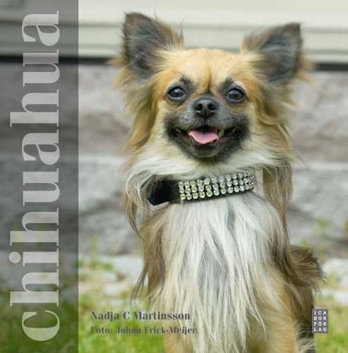 Nadja C Martinsson : Chihuahua