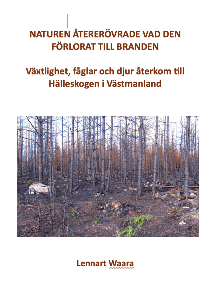 Naturen återerövrade vad den förlorat till branden. Växtlighet, fåglar och djur återkom till Hälleskogen i Västmanland.
