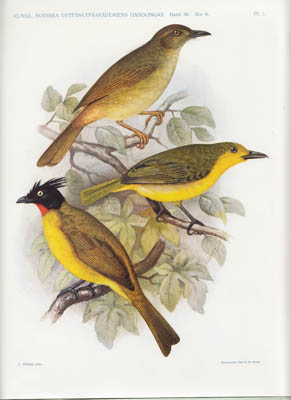 Nils Gyldenstolpe : Birds collected by the Swedish zoological expeditions to Siam 1911-1912. [Birds I]