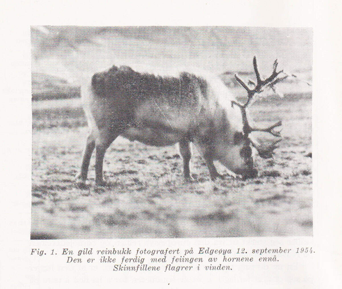 Odd Lønø : Reinen på Svalbard