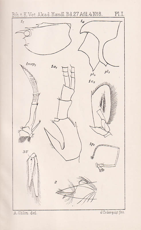 Ohlin, Axel (Axel Gabriel, 1867-1903) ; Kolthoff, G. (Gustaf, 1845-1913) : Arctic Crustacea. Collected during the Swedish Arctic Expeditions 1898, 1899 and 1900 under the direction of professor A. G. Nathorst and Mr G. Kolthoff. Del I. Leptostraca, Isopoda, Cumacea. With 6 Plates. Del II. Decapoda, Schizopoda. With 3 plates. (Komplett)