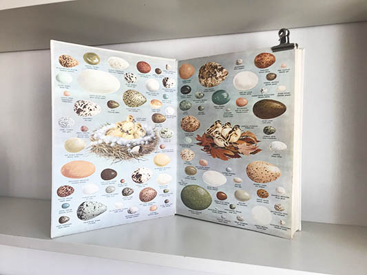 Oliver L Austin : Birds of the World. A survey of the Twenty-seven Orders and One Hundred and Fifty-five Families